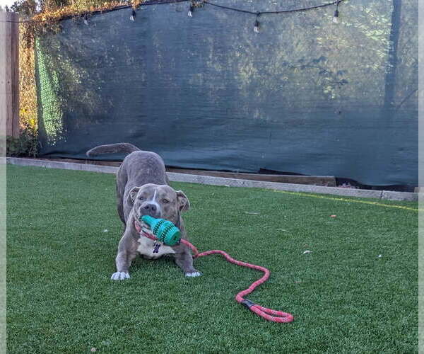 Medium Photo #4 American Pit Bull Terrier Puppy For Sale in Berkeley, CA, USA