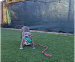 Small #3 American Pit Bull Terrier