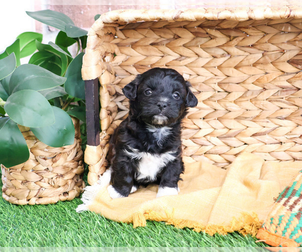 Medium Photo #8 ShihPoo Puppy For Sale in SYRACUSE, IN, USA