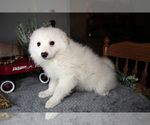 Small #1 Miniature American Eskimo