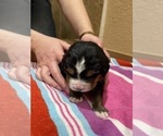 Small Photo #10 Bernese Mountain Dog Puppy For Sale in FRANKTOWN, CO, USA