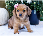 Puppy 3 Dorgi