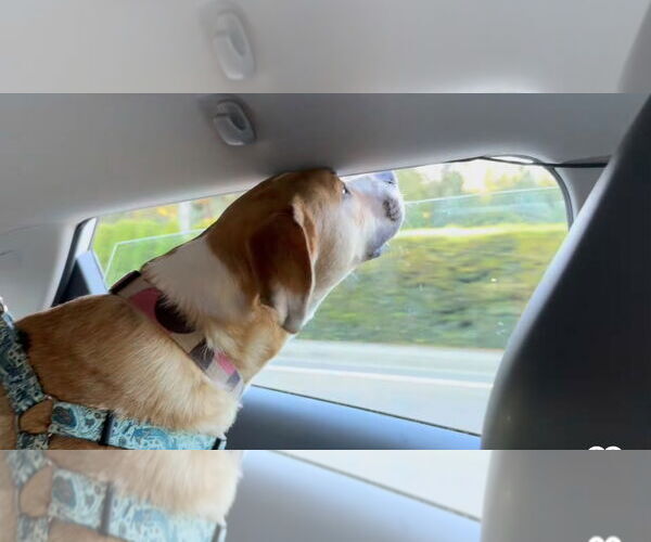 Medium Photo #7 Mutt Puppy For Sale in Bellevue, WA, USA