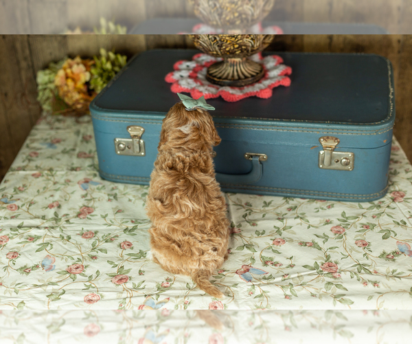 Medium Photo #11 Miniature Labradoodle Puppy For Sale in NAPPANEE, IN, USA