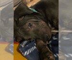 Small #9 Mutt