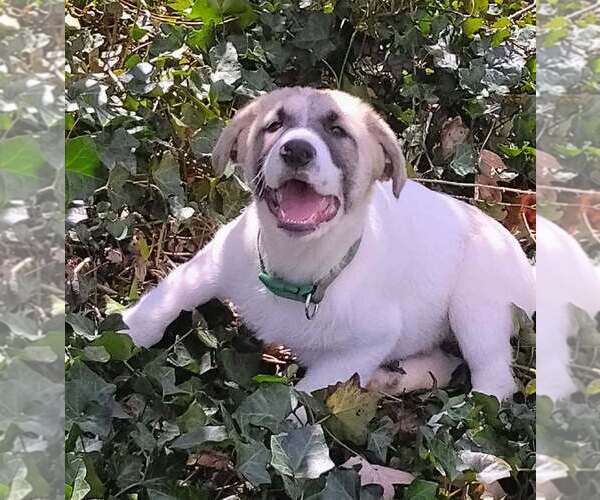 Medium Photo #17 German Shepherd Dog-Great Pyrenees Mix Puppy For Sale in JONESBORO, GA, USA