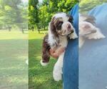 Puppy Jolene Cocker Spaniel
