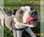 Small #1 American Pit Bull Terrier Mix