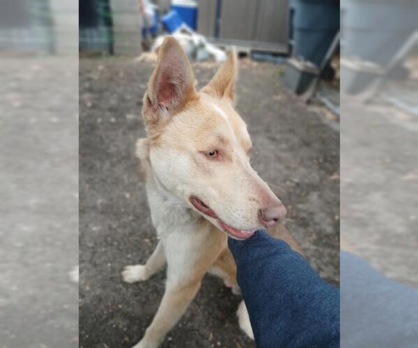 Medium Photo #1 German Shepherd Dog-Huskies  Mix Puppy For Sale in San Antonio, TX, USA