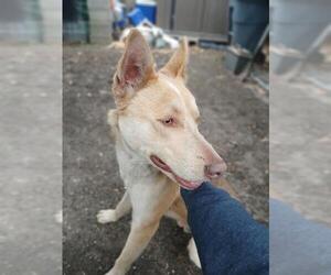German Shepherd Dog-Huskies Mix Dogs for adoption in San Antonio, TX, USA