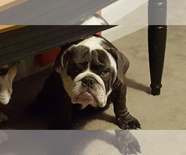 Medium Photo #3 Bulldog Puppy For Sale in STOCKBRIDGE, GA, USA
