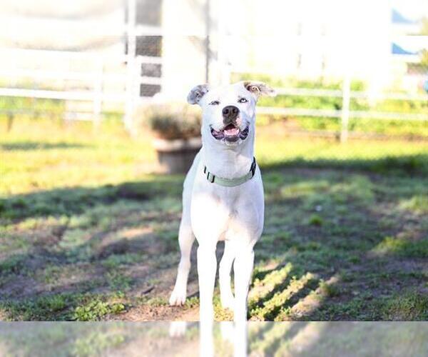 Medium Photo #2 Siberian Husky-Unknown Mix Puppy For Sale in Santa Cruz, CA, USA