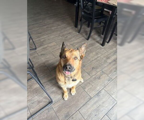 Medium Photo #3 German Shepherd Dog-Unknown Mix Puppy For Sale in Fort Collins, CO, USA