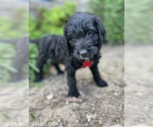 Labradoodle Puppy for sale in WASHBURN, MO, USA