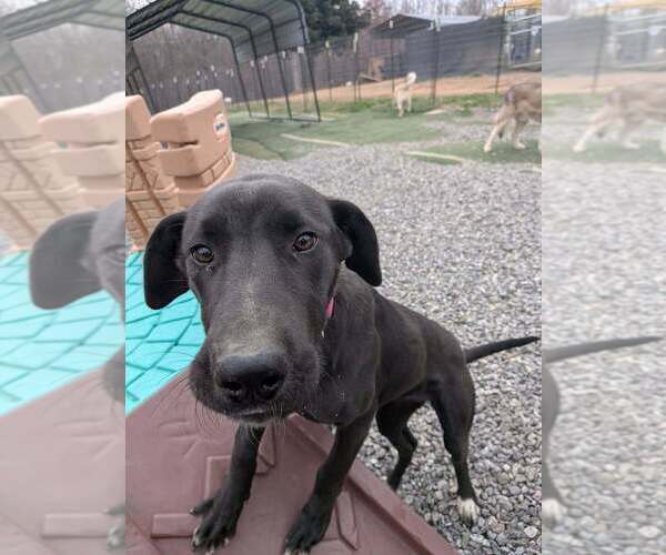 Medium Photo #6 Great Dane-Unknown Mix Puppy For Sale in garner, NC, USA