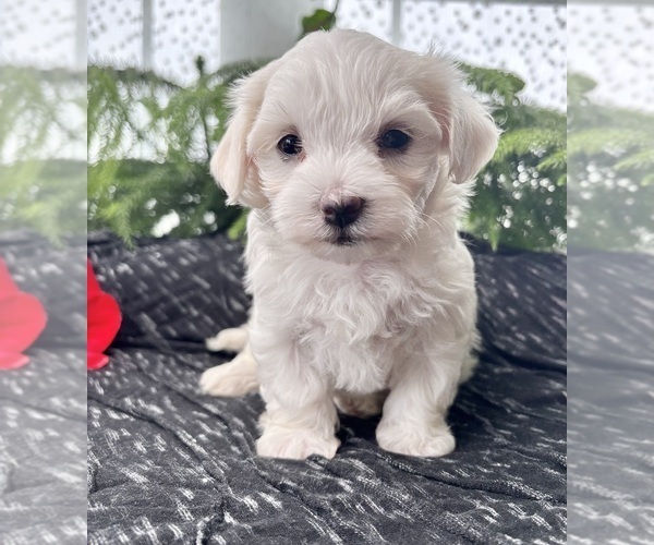 Medium Photo #13 Maltese Puppy For Sale in ROCK STREAM, NY, USA