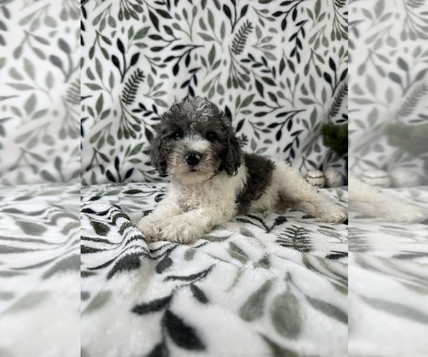 Medium Photo #5 Cavapoo Puppy For Sale in GREENFIELD, IN, USA