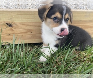 Pembroke Welsh Corgi Puppy for sale in ARTHUR, IL, USA