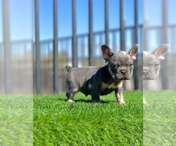 Medium Photo #20 French Bulldog Puppy For Sale in BROOKLYN, NY, USA