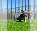Small #19 French Bulldog