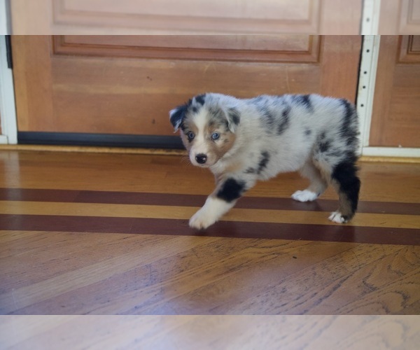 Medium Photo #8 Australian Shepherd Puppy For Sale in GREER, SC, USA
