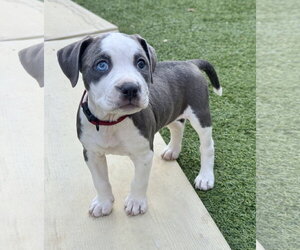 Labrador Retriever Dogs for adoption in The Woodlands, TX, USA