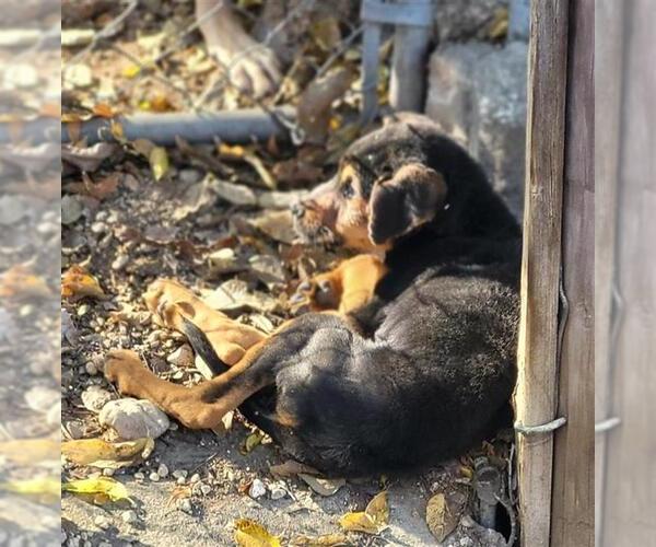 Medium Photo #1 Rottweiler-Unknown Mix Puppy For Sale in San Antonio, TX, USA