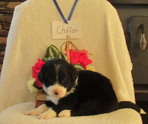 Border Collie-English Shepherd Mix Puppy for sale in SHILOH, OH, USA