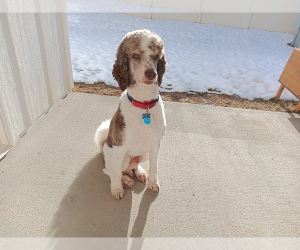 Medium Photo #7 Poodle (Standard) Puppy For Sale in BONNERS FERRY, ID, USA