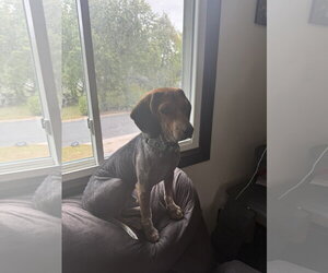 Jackpot - Male Beagle-Unknown Mix Dog for Adoption - Photo #3
