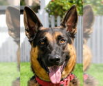 Small #17 German Shepherd Dog Mix