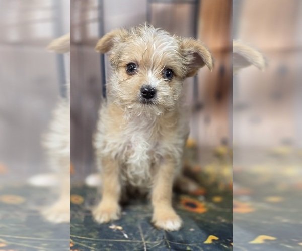 Medium Photo #3 Chorkie-Yorkshire Terrier Mix Puppy For Sale in HOMERVILLE, GA, USA