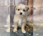 Small #2 Chorkie-Yorkshire Terrier Mix