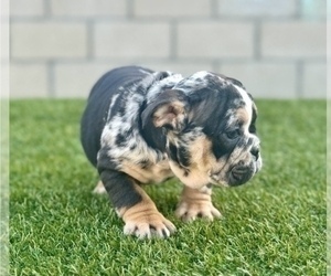 English Bulldog Puppy for sale in WASHINGTON, DC, USA