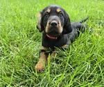 Puppy Puppy 2  Red Gordon Setter