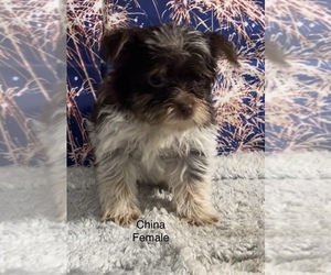 Yorkshire Terrier Puppy for sale in AZLE, TX, USA