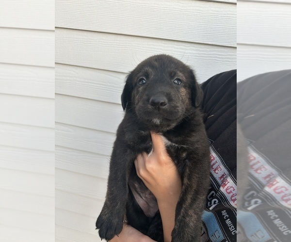 Medium Photo #8 Labrenees Puppy For Sale in BELTON, TX, USA