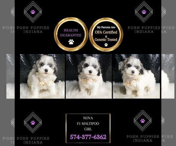 Medium Photo #139 Maltipoo Puppy For Sale in WARSAW, IN, USA