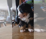 Small #4 Bernese Mountain Dog