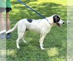 Small #2 Lab-Pointer