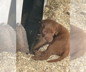 Irish Setter Puppy for sale in LONDON, KY, USA