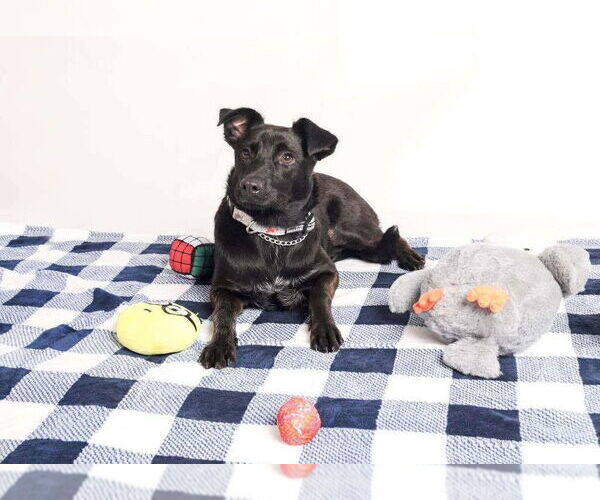 Medium Photo #2 Mutt Puppy For Sale in Oak Bluffs, MA, USA
