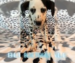 Small Photo #2 Dalmatian Puppy For Sale in SHELL KNOB, MO, USA