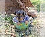 Image preview for Ad Listing. Nickname: Sawyer