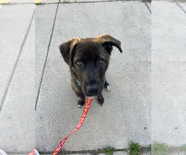 Medium Photo #2 Labrador Retriever-Unknown Mix Puppy For Sale in Plymouth, MN, USA