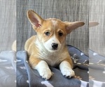 Small Photo #8 Pembroke Welsh Corgi Puppy For Sale in MANSFIELD, MO, USA