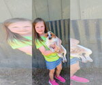 Small #2 Red Heeler Mix