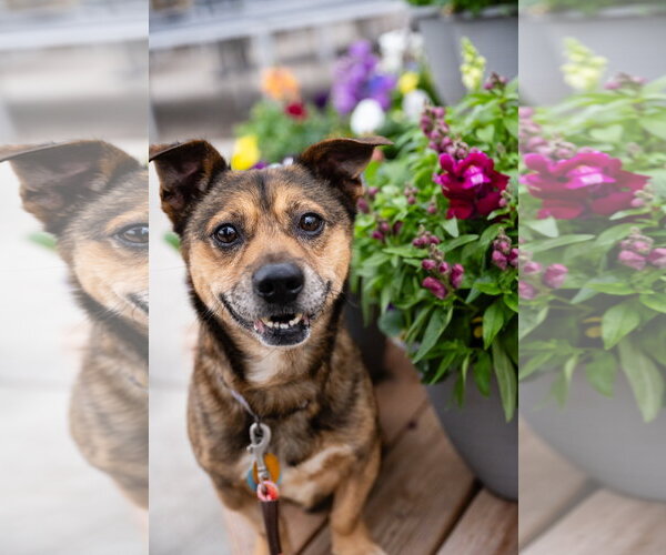 Medium Photo #2 Mutt Puppy For Sale in St. Louis Park, MN, USA