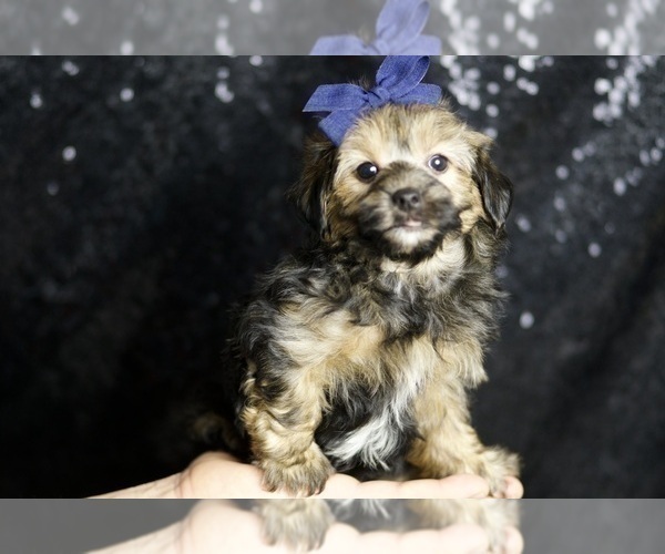 Medium Photo #3 YorkiePoo Puppy For Sale in WARSAW, IN, USA