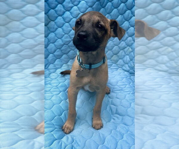 Medium Photo #16 Mountain Cur-Unknown Mix Puppy For Sale in Boston, MA, USA